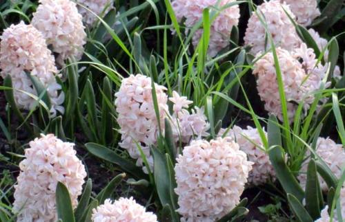 風信子的種植技術有哪些?