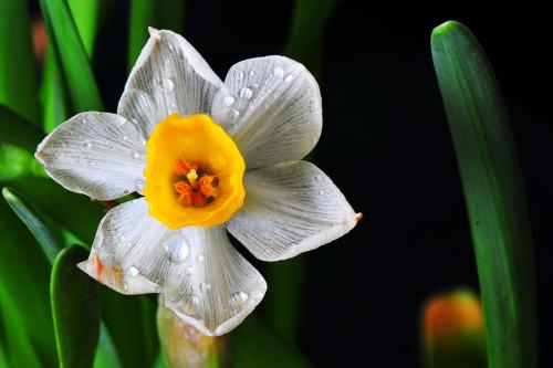 水仙的形狀特點和種植方法有哪些?