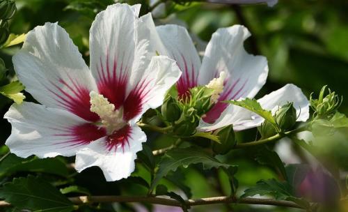 木槿花的形態特征和修剪方法有哪些?